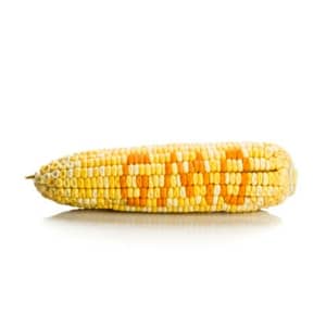 Are GMOs Safe?